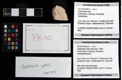 Foto (Objekt + Etikett) von Galatheites zitteli (Moericke, 1889)  (NHMW-GEO-2014-0194-0610)